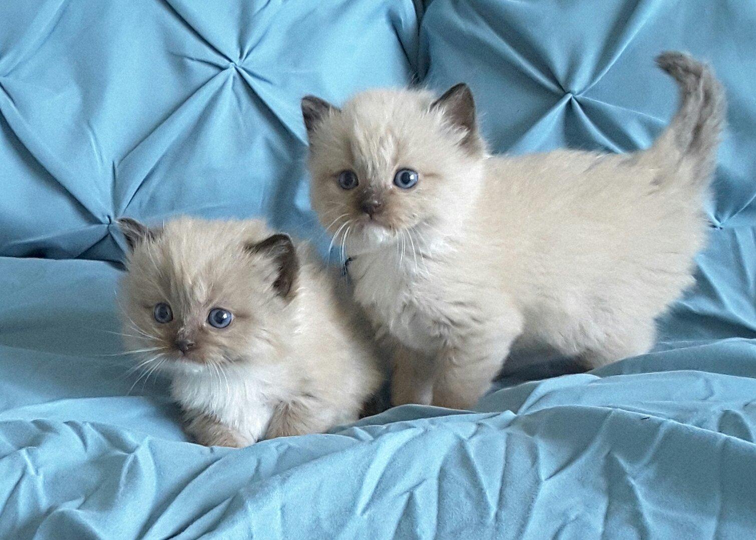 ragdoll kitties for sale