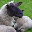 South Suffolk Sheep