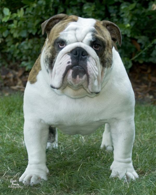 akc bulldog breeders