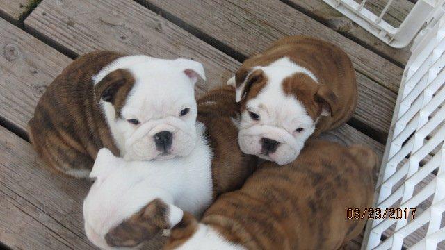 Bulldog